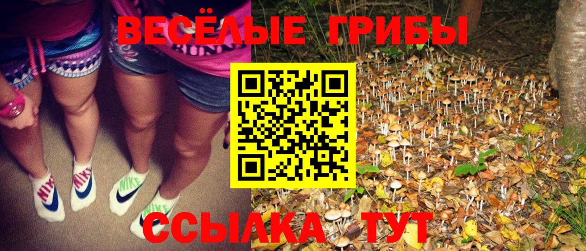 Галлюциногенные грибы Psilocybe Коломна